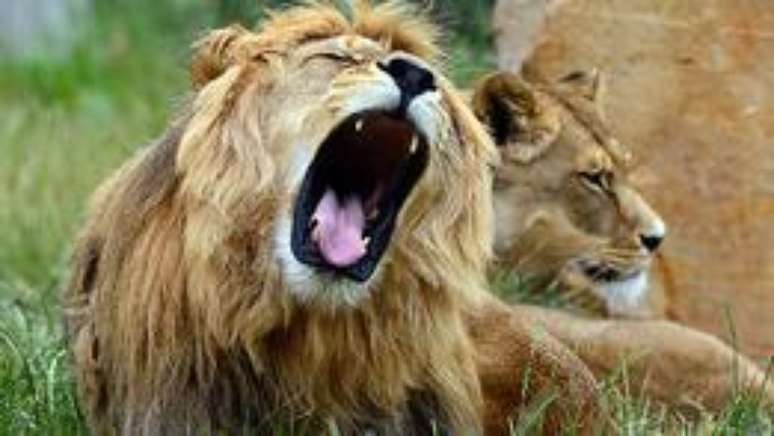 O leão na foto possui uma juba escura semelhante a do leão Cecil, morto no Zimbábue.