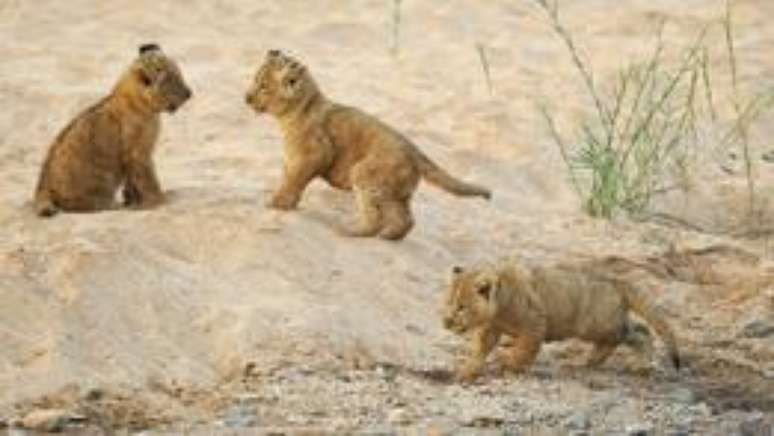 Grupos conservacionistas temem pela sobrevivência dos filhotes de Cecil, semelhantes a estes pequenos leões sul-africanos.