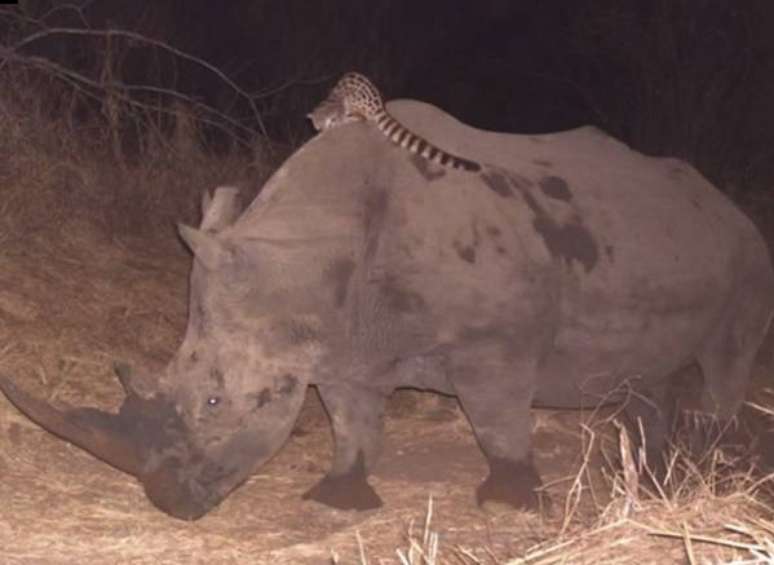 Vídeo inédito mostra uma gineta pegando carona em um rinoceronte