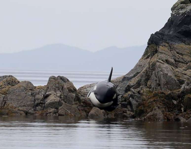 Orca encalhada “chora” para pedir ajuda na costa canadense