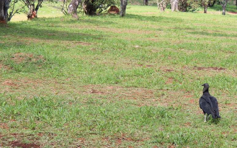 Urubu caminhando por uma das quadras do cemit&eacute;rio da Vila Formosa