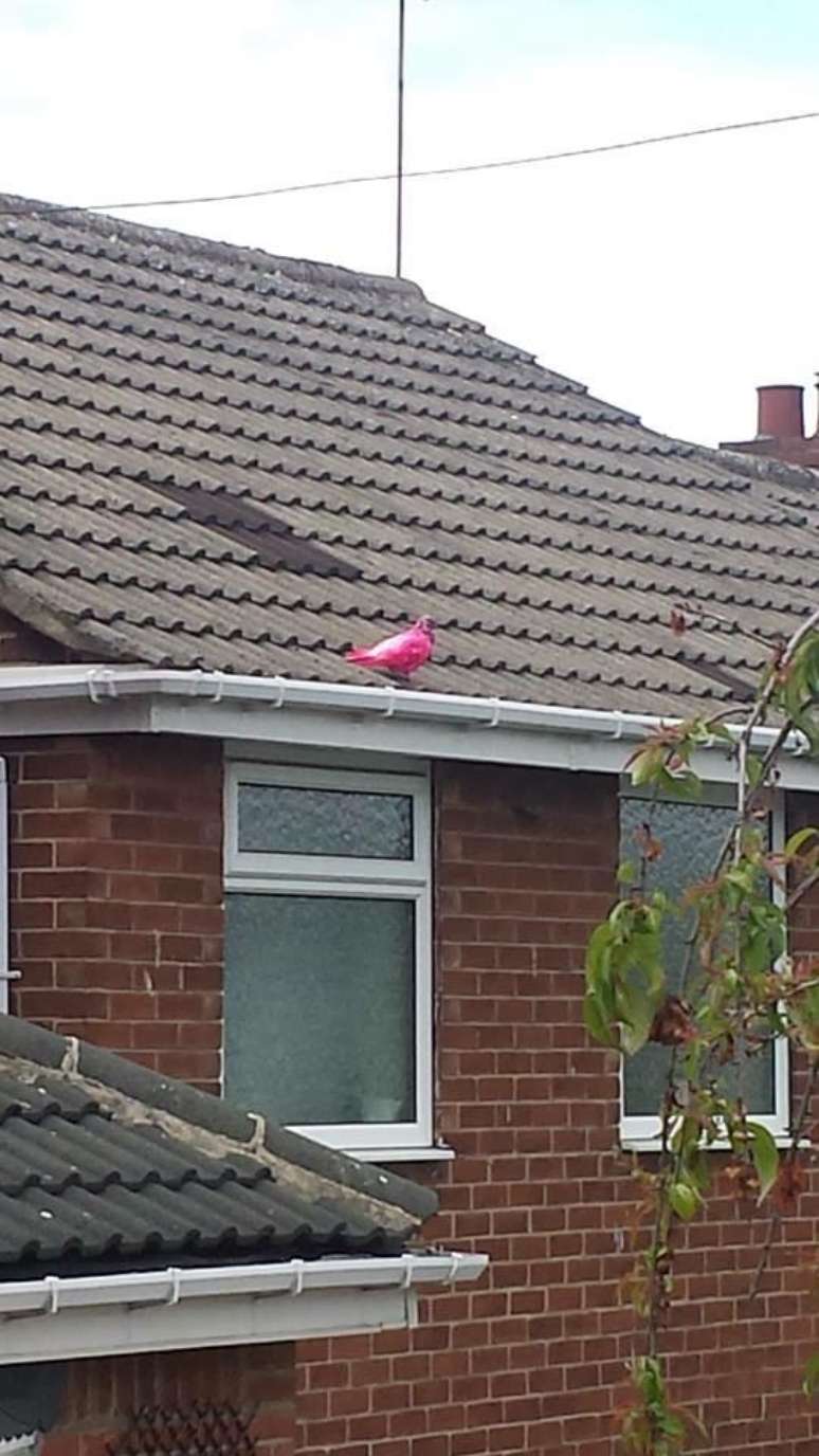 Pombas pink geram curiosidade em brit&acirc;nicos 