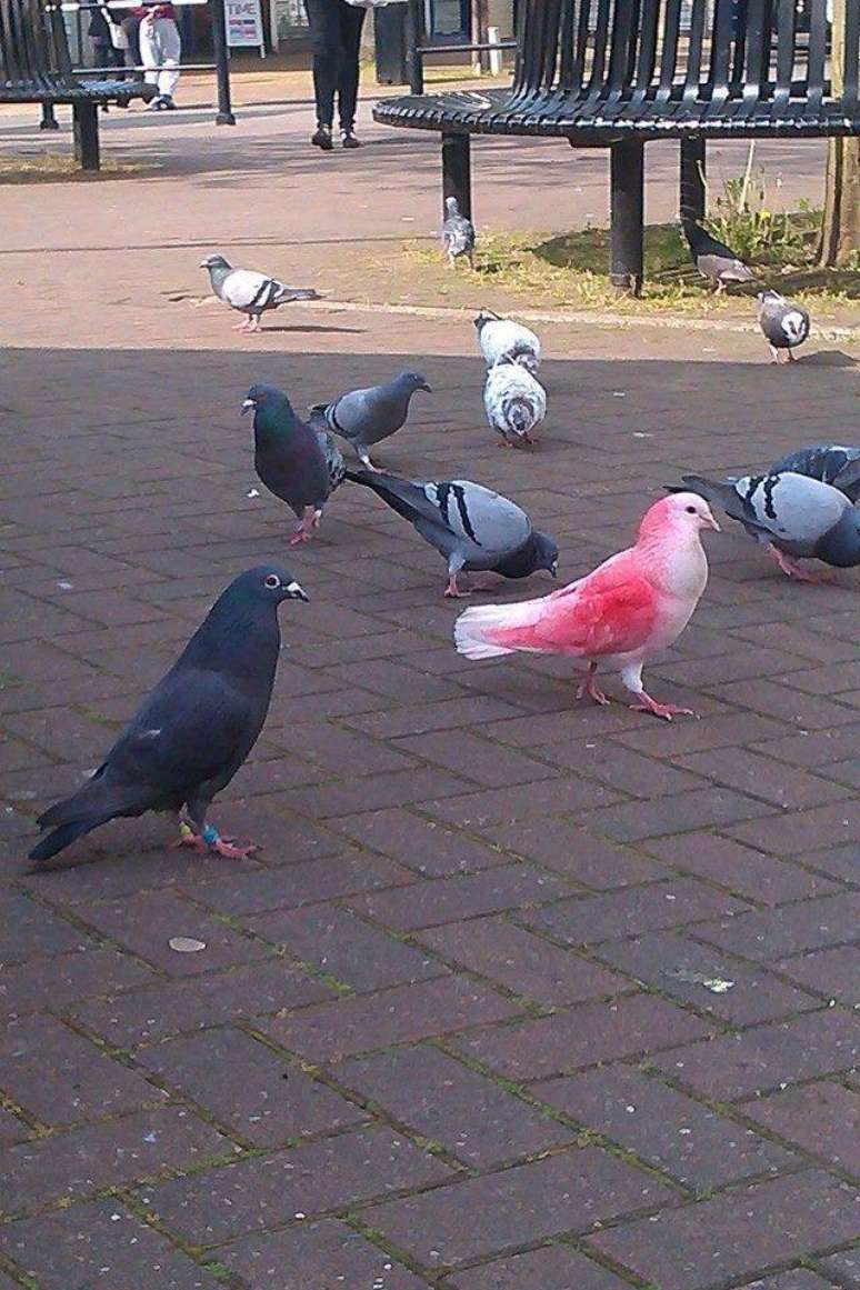 Mist&eacute;rio das &ldquo;pombas pink&rdquo; gera curiosidade no Reino Unido