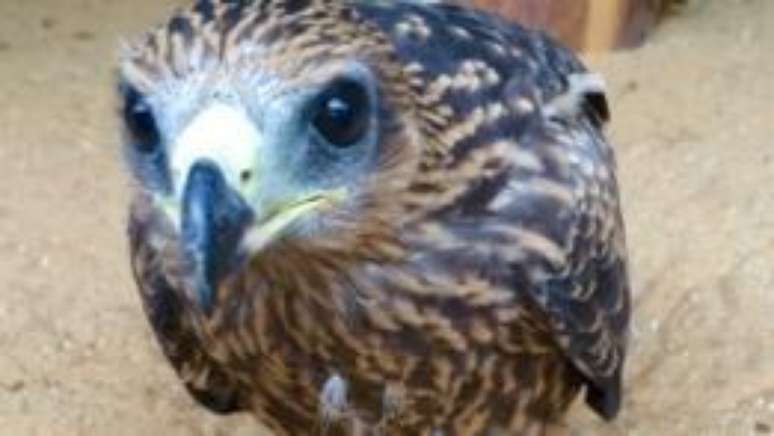 'Demos a ele uma nova chance', disse um dos especialistas que participou da opera&ccedil;&atilde;o