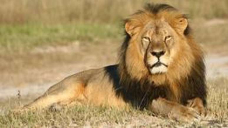 Leão Cecil foi morto ilegalmente pelo norte-americano Walter Palmer