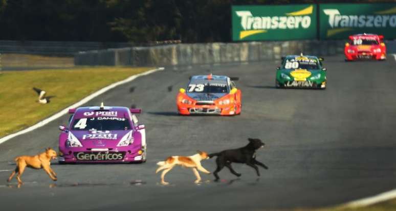 Cachorros cruzam a pista em Curitiba