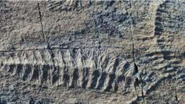 Os fósseis sugerem que o organismo tinha dois tipos de reprodução