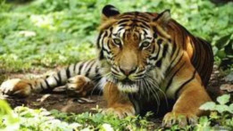 Segundo levantamento, população de tigres-de-bengala caiu drasticamente no mangue do país asiático