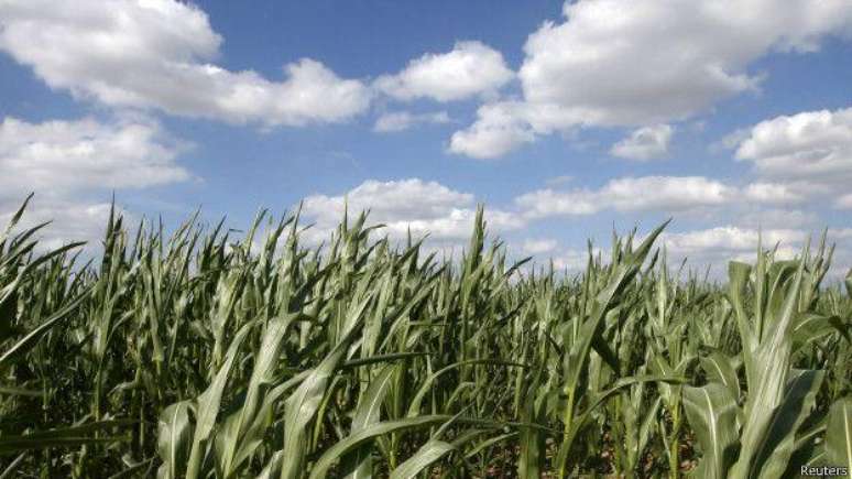 O milho está entre as dez lavouras mais importantes do mundo