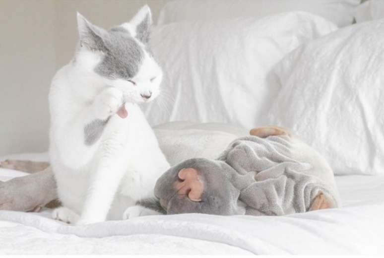 &ldquo;Butler nunca deixa Paddington dormir&rdquo;