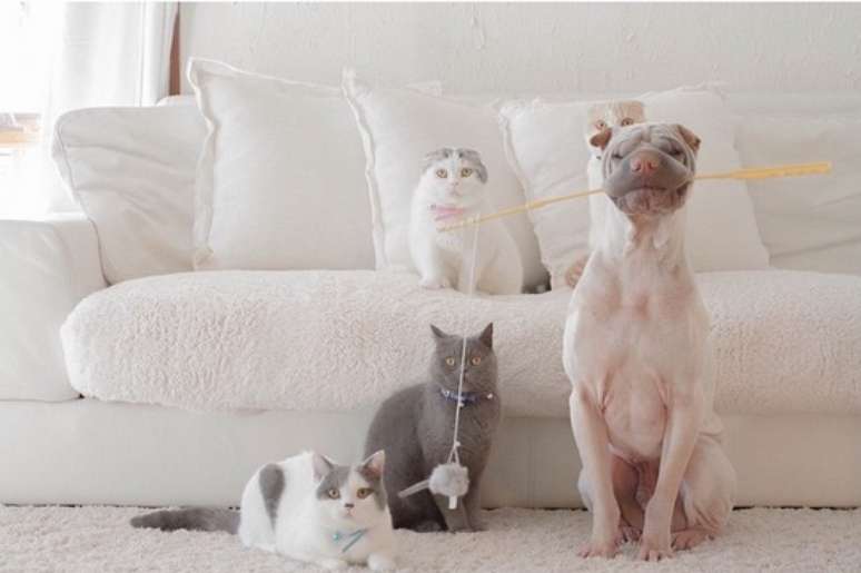 &ldquo;Foto do momento em que Paddington foi pescar e pegou alguns gatinhos&rdquo;