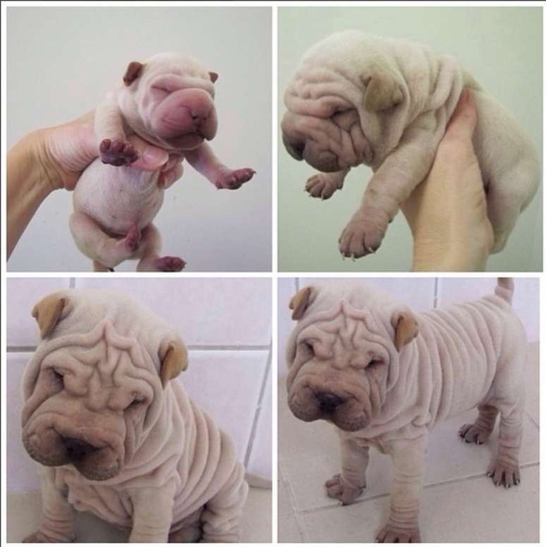 Primeiras fotos de Paddington