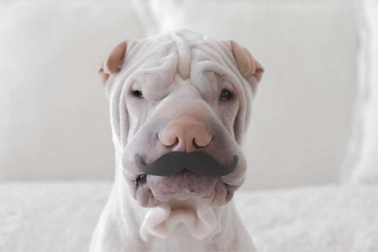 Que tal Paddington de bigode?