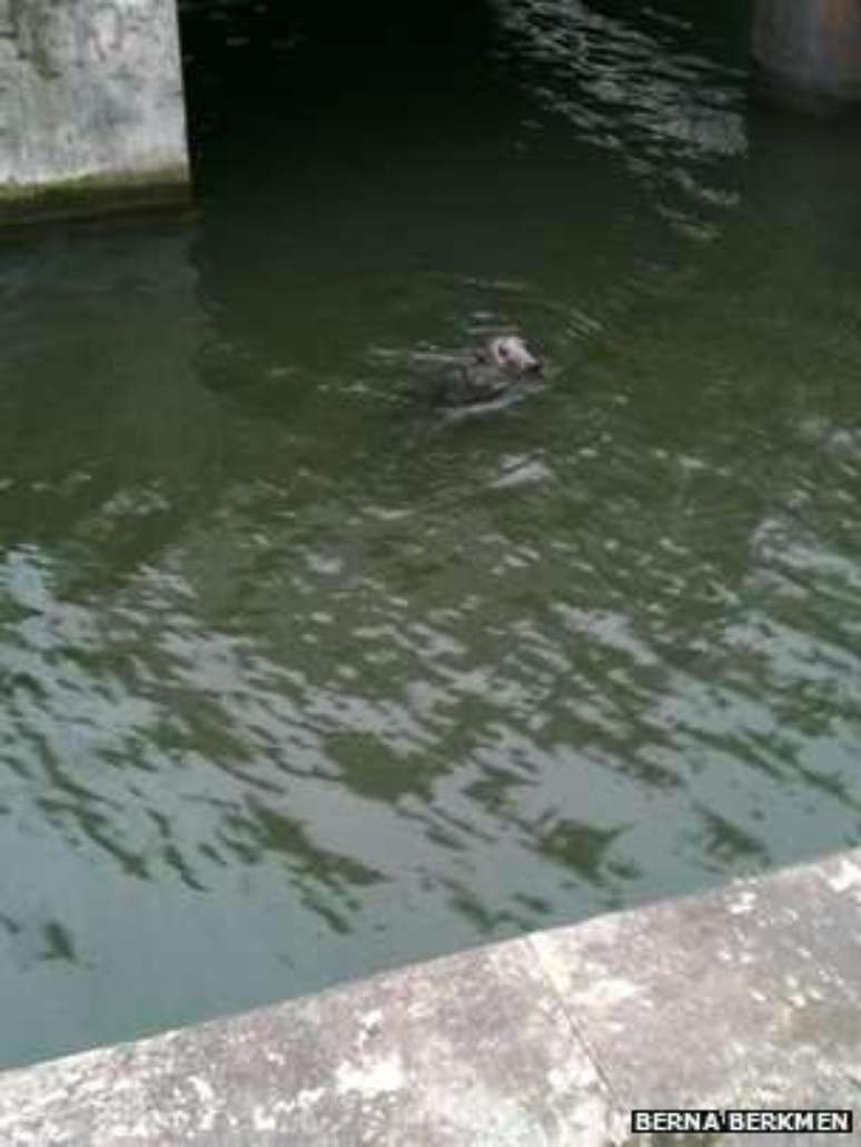 Funcion&aacute;rios de empresas na City, o cora&ccedil;&atilde;o financeiro de Londres, tiram fotos de animais