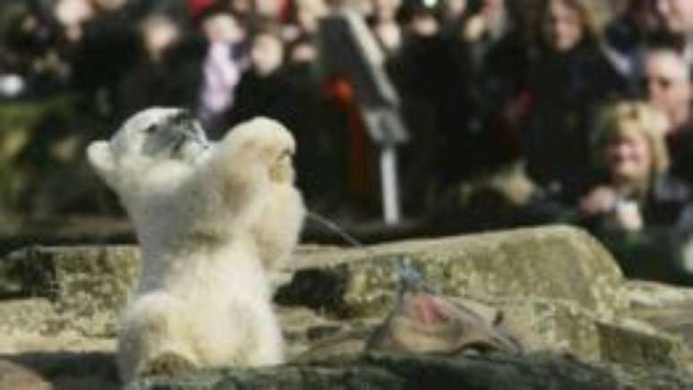 Knut levou milhões de visitantes ao zoológico de Berlim e foi destaque mundial na mídia