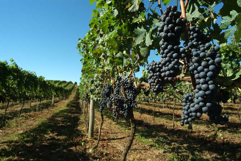Um dos fatores que ajuda na qualidade da bebida é a localização das plantações, que conta com altitude, solo e temperatura propícios ao cultivo de uva