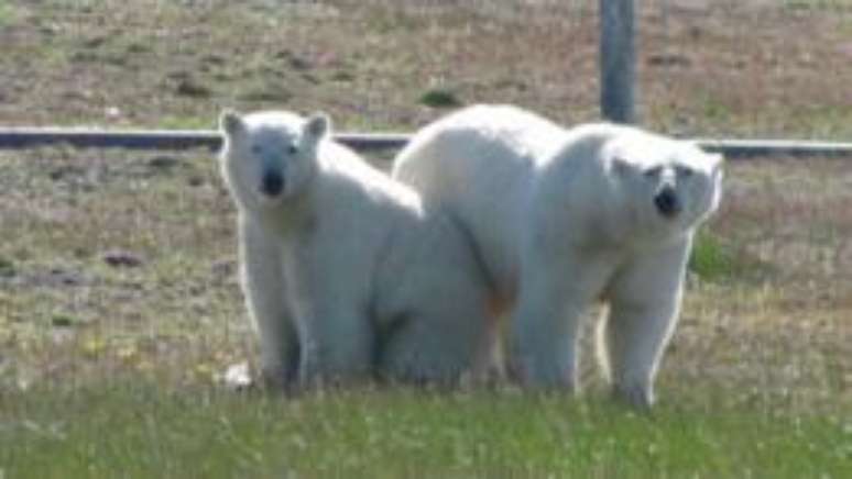 Ursos polares não costumam atacar humanos, mas casos assim vêm se tornando mais frequentes