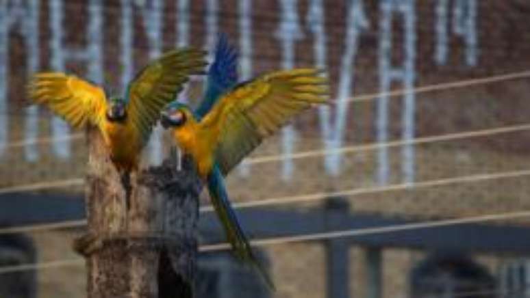 Em Campo Grande, as araras aprenderam a conviver com tr&acirc;nsito intenso, redes de energia, linhas com cerol, polui&ccedil;&atilde;o sonora e do ar