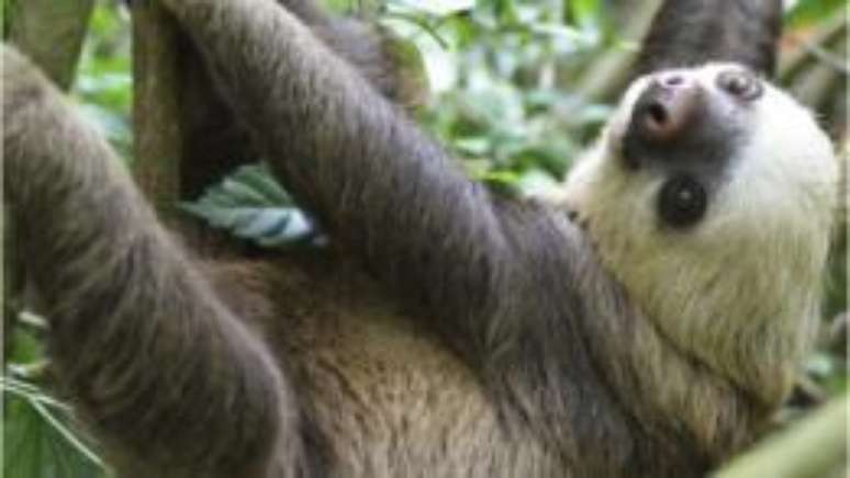 Pregui&ccedil;as que rainha ganhou no Brasil foram para zoo de Londres