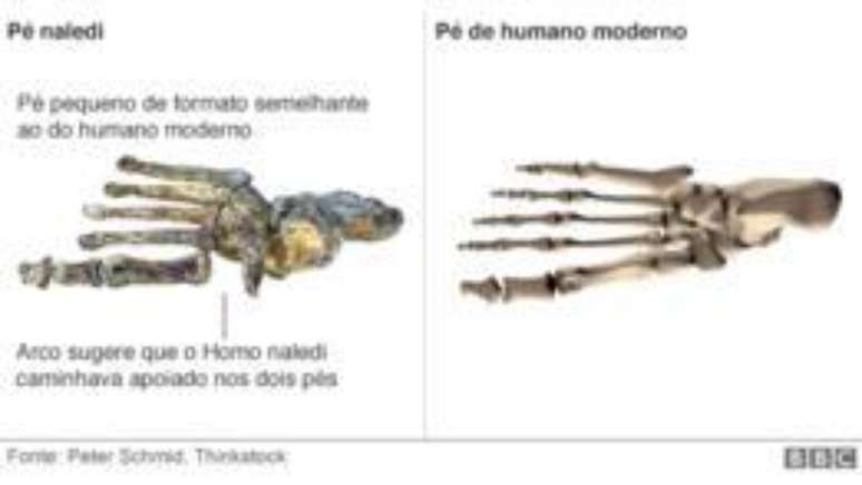 Pé do Homo naledi e do homem moderno