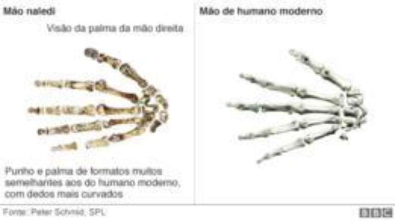 Esqueleto da mão do Homo naledi e do homem moderno