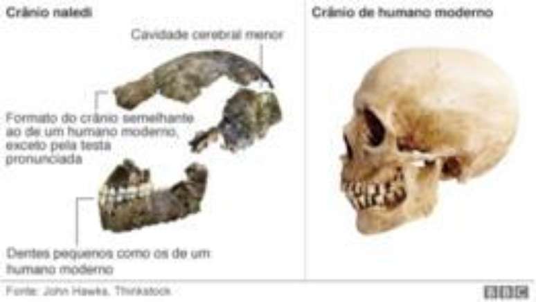 Diferenças entre o crânio do Homo naledis e do humano moderno