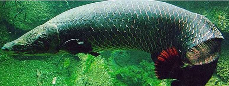 Pirarucu é o maior peixe de escama de água doce do mundo.