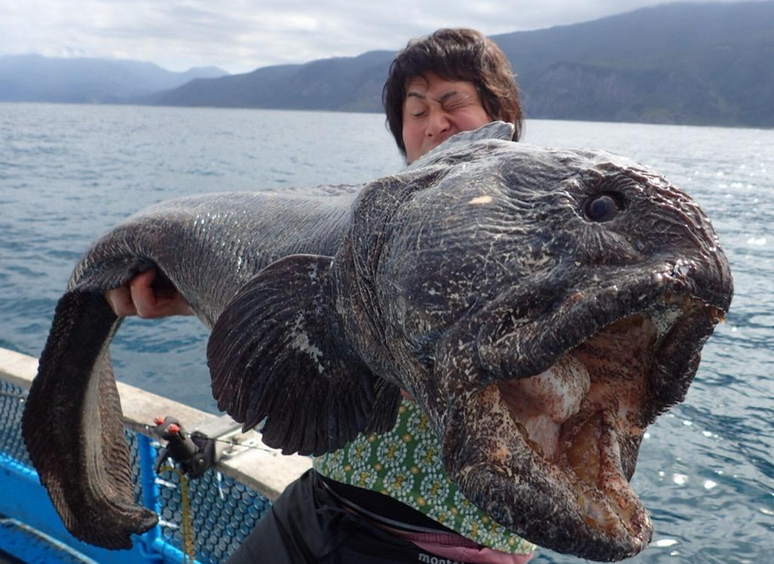 Peixe foi capturado pelo pescador Hirasaka Hiroshi