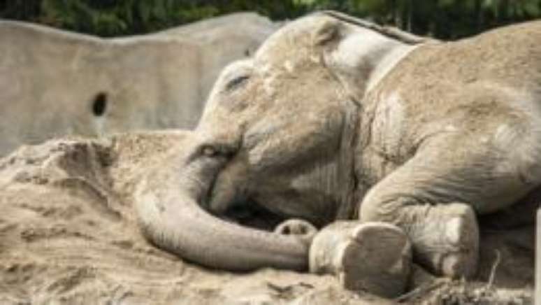 Elefantes têm uma concentração menor de neurônios, o que afeta sua necessidade de sono
