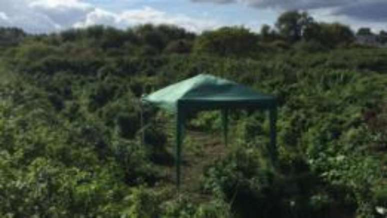 Plantação de maconha descoberta pela polícia em Londres tinha até tenda para descanso