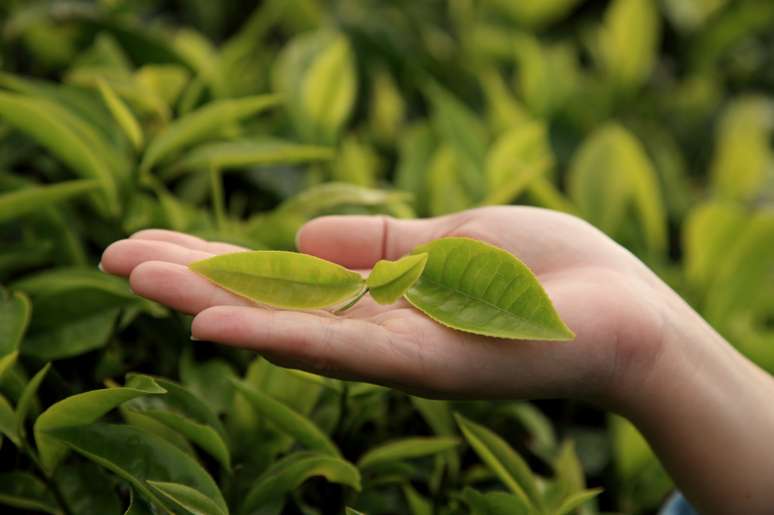 As propriedades da planta australiana são conhecidas há séculos.