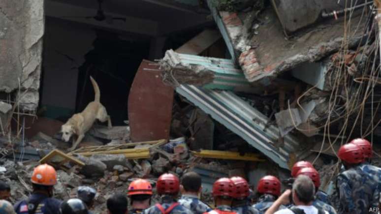 Pesquisadores afirmam que descoberta poder&aacute; ajudar no treinamento de c&atilde;es farejadores