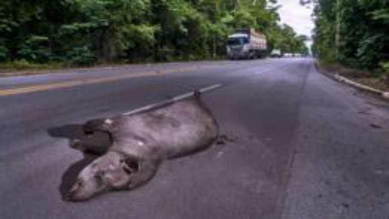 Em um ano, ao menos quatro antas foram atropeladas no trecho cr&iacute;tico da BR-101; 20 mil animais s&atilde;o mortos por m&ecirc;s em segmento de 25 km