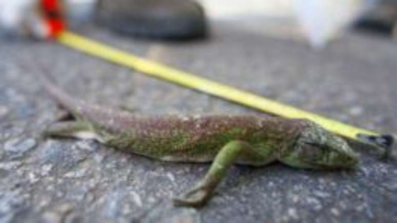 R&eacute;ptil passa por medi&ccedil;&atilde;o na BR-101; desafio &eacute; entender o impacto das rodovias nas popula&ccedil;&otilde;es de animais