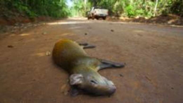 Cotia atropelada em estrada de terra dentro da Floresta Nacional de Carajás, no Pará
