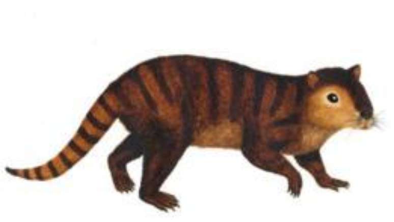 Fóssil do animal, que se assemelha a um castor, foi encontrado nos Estados Unidos
