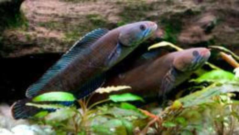 O "peixe andarilho" pode sobreviver fora d'água por até quatro dias