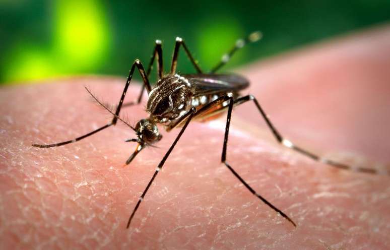 Zika vírus é transmitido pelo mosquito Aedes aegypti