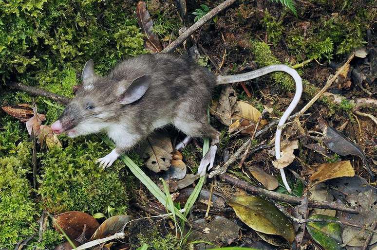 Nova espécie de ratazana gigante é descoberta por cientista australiano -  BBC News Brasil