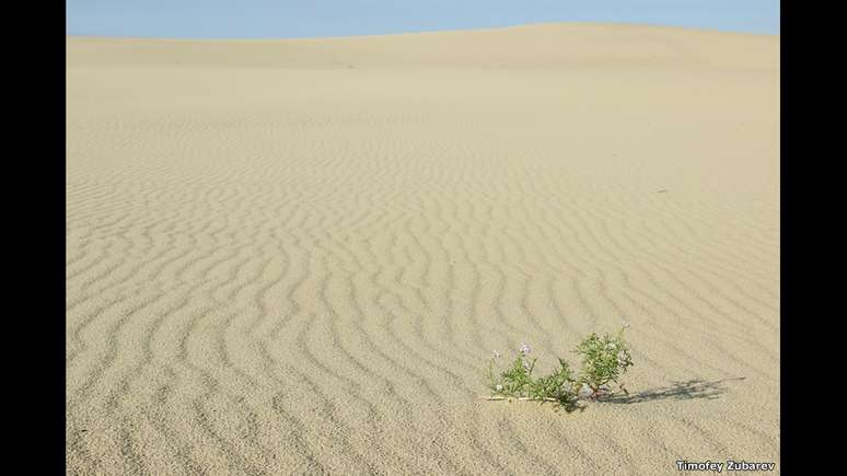 Outra imagem de autoria de um jovem fotógrafo é &#034;Solidão e Teimosia&#034;, de Timov Zubarev, de 13 anos. Ela mostra uma pequena planta que sobrevive em meio à aridez de uma duna do Parque Nacional Curionian Spit, na Lituânia