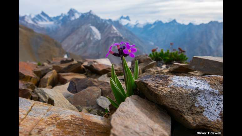 &#034;A Pequena&#034;, de Oliver Tidswell, de 17 anos, também está entre as finalistas deste ano. A foto mostra uma planta florescendo a uma altitude de 5.500m na Índia