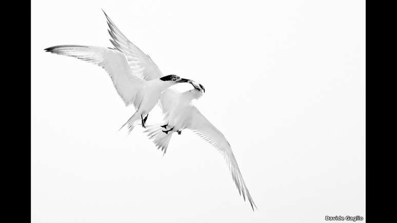 Duas gaivotas na ilha Robben, na África do Sul, disputam um peixe em pleno ar na foto de Davide Gaglio