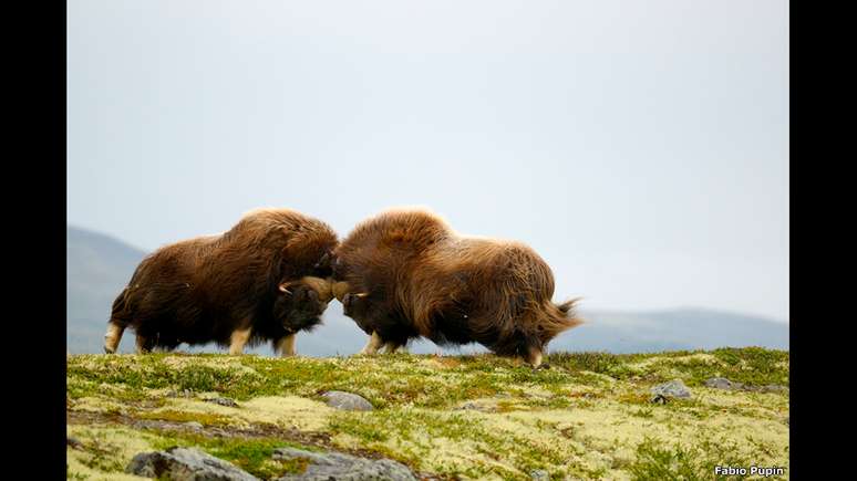 Dois bois-almiscarados, em Dovrefjell, na Noruega, travam uma batalha de cabeçadas, até que um deles desista, na foto de Fabio Pupin
