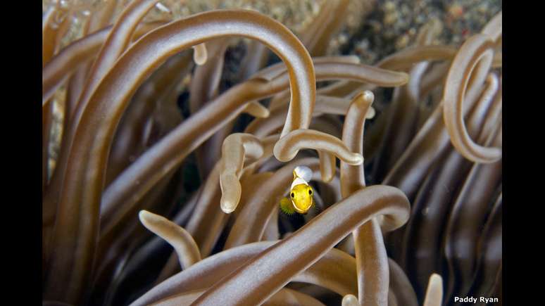 A foto de Paddy Ryan traz um pequeno peixe-palhaço em busca de refúgio seguro em uma anêmona no mar na costa das Filipinas