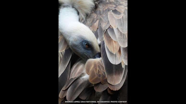 O concurso National Geographic Photo de 2015 está chegando ao fim e aqui estão algumas das fotos mais bonitas que concorrem ao prêmio. Essa é do abutre-fouveiro, conhecido como grifo, que foi tirada por Andres Lopez.
