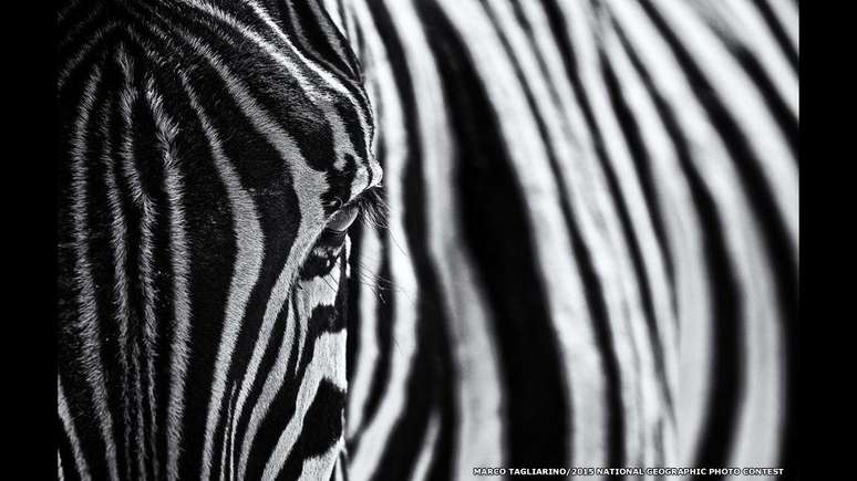 Essa foto de uma zebra foi tirada por Marco Tagliarino no Etosha National Park, Namíbia, e foi chamada "O olhar da natureza".