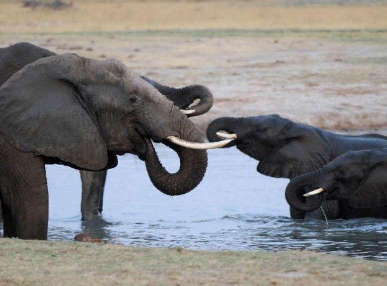 Animais t&ecirc;m mecanismo de defesa refor&ccedil;ado