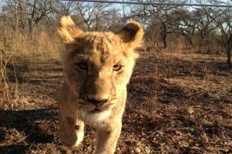 Serabie era cerca de dois meses mais nova que outros filhotes e, por isso, dependia mais de Alexandra