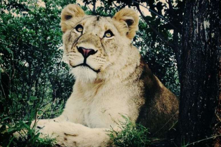 Serabie hoje vive em um santu&aacute;rio para animais