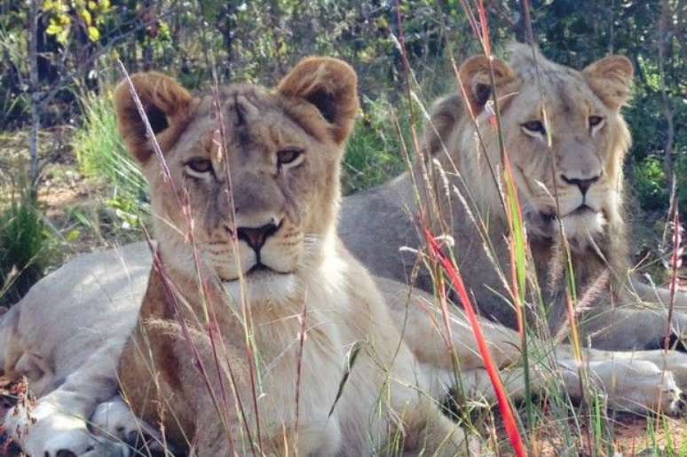 Segundo Alexandra, Serabie reconheceu seu cheiro